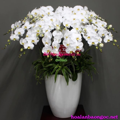 Hoa lan trắng đại sảnh HDT-2005