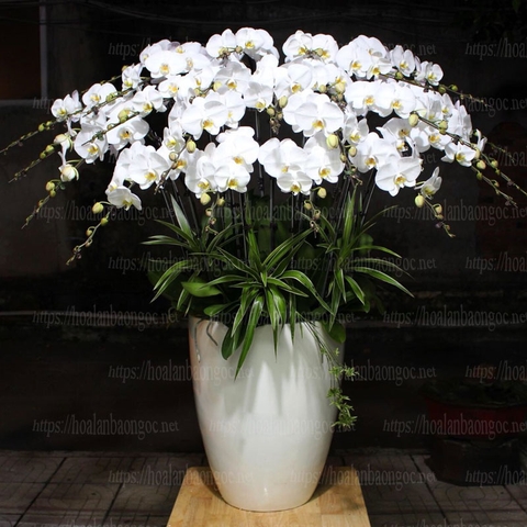 Hoa phong lan hồ điệp trắng