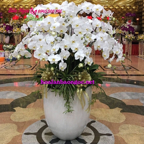 Hoa phong lan trắng đại