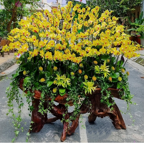 Hoa phong lan vàng ghep lũa LBN028