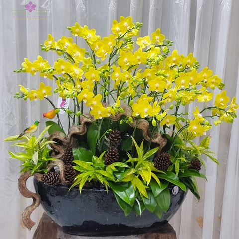 Lan hồ điệp bonsai LBN031 