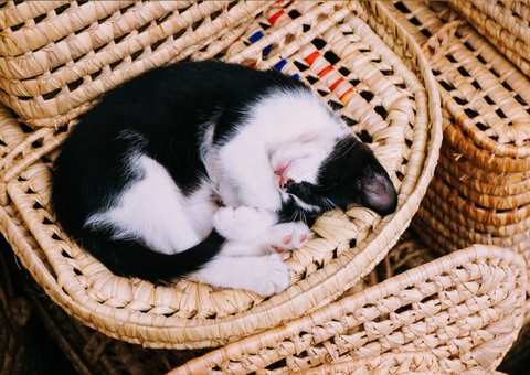 Chăm sóc mèo Ba Tư như thế nào?