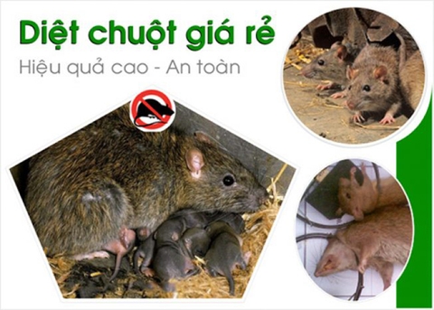 Dịch vụ diệt chuột