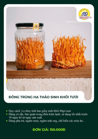 Đông trùng hạ thảo sinh khối tươi