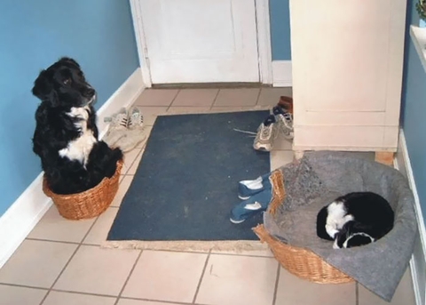 Cách nuôi chó Husky | Kinh nghiệm huấn luyện Husky con & trưởng thành