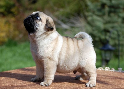 Kinh nghiệm nuôi chó Husky - Cách chọn chó Husky thuần chủng