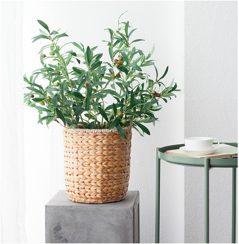 CÀNH OLIU 6 NHÁNH (CÓ QUẢ) - HC079