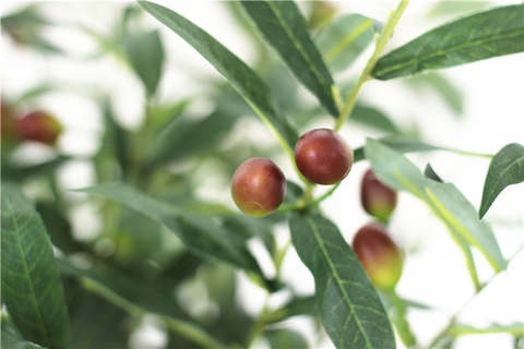 CÀNH OLIU 6 NHÁNH (CÓ QUẢ) - HC079