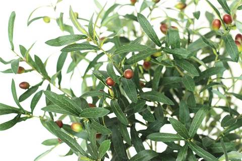 CÀNH OLIU 6 NHÁNH (CÓ QUẢ) - HC079