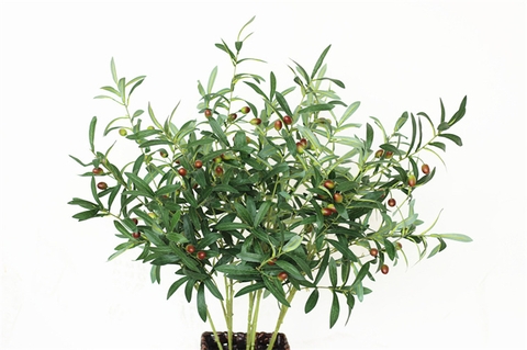 CÀNH OLIU 6 NHÁNH (CÓ QUẢ) - HC079