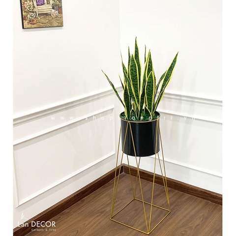 CHẬU CÂY LƯỠI HỔ TRANG TRÍ TIỂU CẢNH (120CM) - CC470