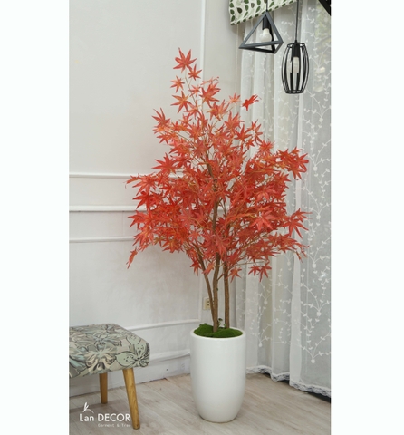 Chậu cây phong lá đỏ trang trí không gian hiện đại sang trọng (160cm) - CC096