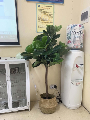 Cây bàng Singapore hiện đại trang trí nhà đẹp (120cm) - LC2771