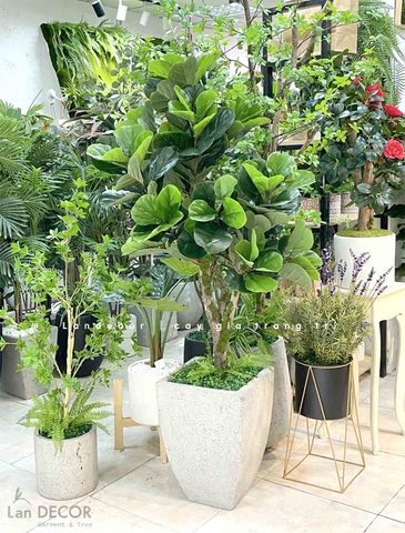 CÂY BÀNG SINGAPORE DECOR NỘI THẤT- CC767