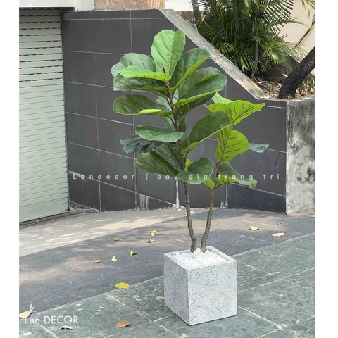 Cây bàng Singapore 2 thân trang trí  ( 120cm) - LC3183