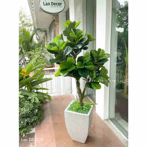 CÂY BÀNG SINGAPORE DECOR NỘI THẤT- CC767