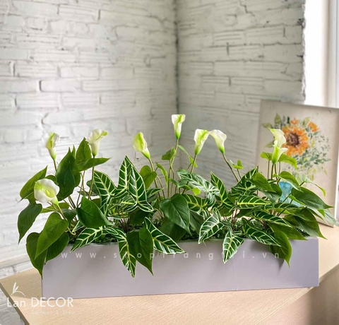 TỔNG HỢP NHỮNG MẪU BỒN CÂY TRANG TRÍ TIỂU CẢNH XANH MÁT