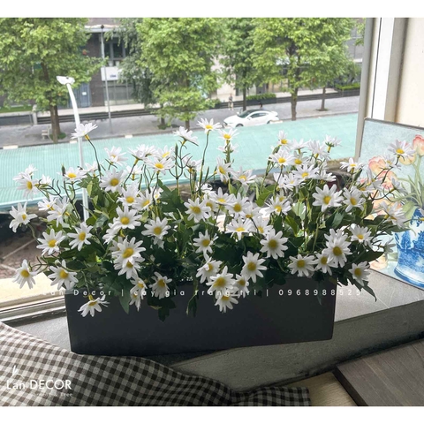 Bồn cúc họa mi để bàn decor - CC911