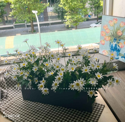 Bồn cúc họa mi để bàn decor - CC911