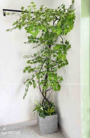 DÂY PHONG LEO THIẾT KẾ TRANG TRÍ TƯỜNG, BAN CÔNG XANH MÁT- CC831