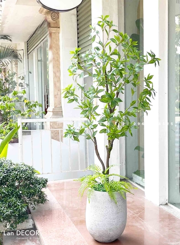 CÂY ASEBI NHẬT BẢN TRANG TRÍ NỘI THẤT (160cm)- CC843