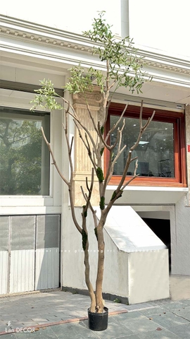 Cây Oliu Lớn Thiết Kế Tiểu Cảnh Giếng Trời Độc Đáo (4m)- CC1003