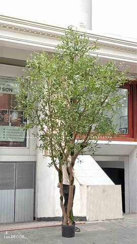 Cây Oliu Lớn Thiết Kế Tiểu Cảnh Giếng Trời Độc Đáo (4m)- CC1003