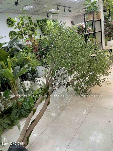 Cây Oliu Lớn Thiết Kế Tiểu Cảnh Giếng Trời Độc Đáo (4m)- CC1003