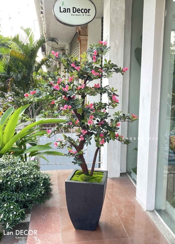 CHẬU CÂY ĐỖ QUYÊN TRANG TRÍ CỬA HÀNG (170cm)- CC874