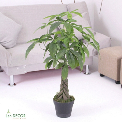 Cây Kim Ngân cây cảnh trang trí nhà đẹp (80cm) - LC1990