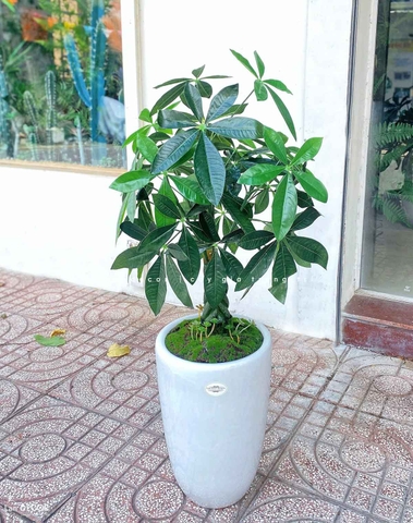 Cây Kim Ngân cây cảnh trang trí nhà đẹp (80cm) - LC1990