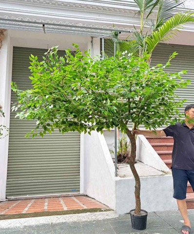 Cây Giả Thiết Kế- Cây Lá Xanh Dáng Huyền Trưng Bày Không Gian Ấn Tượng- CC1104