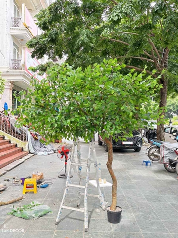 Cây Giả Thiết Kế- Cây Lá Xanh Dáng Huyền Trưng Bày Không Gian Ấn Tượng- CC1104