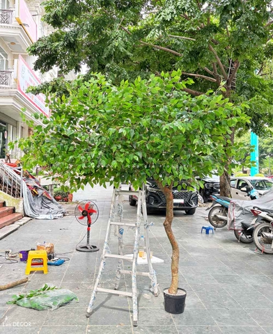 Cây Giả Thiết Kế- Cây Lá Xanh Dáng Huyền Trưng Bày Không Gian Ấn Tượng- CC1104