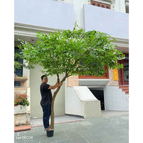 Cây Giả Thiết Kế- Cây Lá Xanh Dáng Huyền Trưng Bày Không Gian Ấn Tượng- CC1104