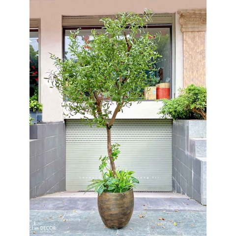 Cây Giả Thiết Kế- Cây Oliu Trang Trí Tiểu Cảnh Cho Không Gian Lớn, Nâng Cao Trải Nghiệm Khách Hàng (250cm)- CC1204