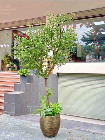 Cây Giả Thiết Kế- Cây Oliu Trang Trí Tiểu Cảnh Cho Không Gian Lớn, Nâng Cao Trải Nghiệm Khách Hàng (250cm)- CC1204