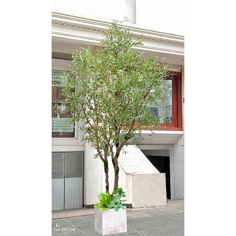 Cây Oliu Lớn Thiết Kế Tiểu Cảnh Giếng Trời Độc Đáo (4m)- CC1003