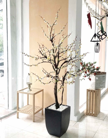 TỔNG HỢP CHẬU CÂY MAI, ĐÀO, MẬN TRANG TRÍ TẾT MANG MAY MẮN, TÀI LỘC