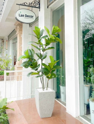 Cây bàng Singapore trang trí Landecor (160cm) - LC3184 mix
