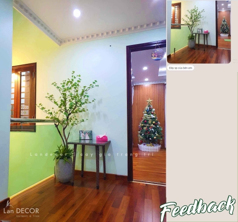 CÂY THẠCH NAM NHẬT BẢN THÂN GỖ ĐẸP TỰ NHIÊN - CC753