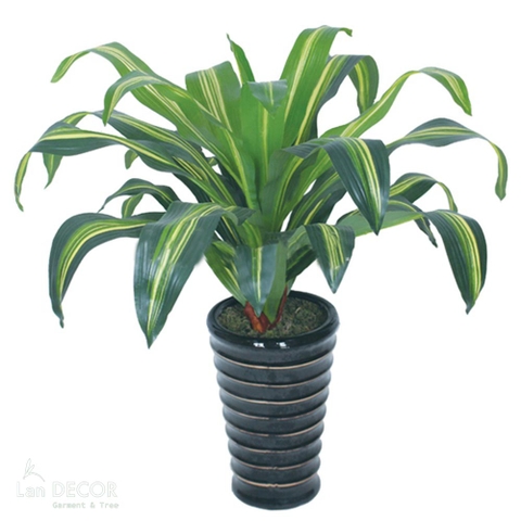 CÂY THIẾT MỘC LAN ĐẸP CÂY CẢNH TRANG TRÍ (90cm) - LC1499