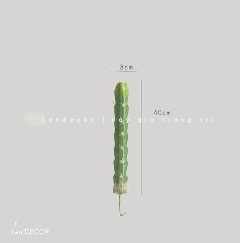 TỔNG HỢP CÁC MẪU XƯƠNG RỒNG DECOR QUÁN CAFE, VĂN PHÒNG