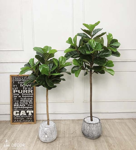 CÂY BÀNG SINGAPORE TRANG TRÍ NỘI THẤT (150cm) - LC2772