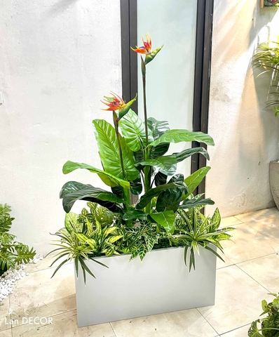THIẾT KẾ BỒN CÂY THIÊN ĐIỂU TRANG TRÍ CỬA HÀNG ẤN TƯỢNG- CC809