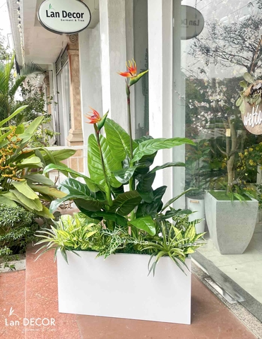 THIẾT KẾ BỒN CÂY THIÊN ĐIỂU TRANG TRÍ CỬA HÀNG ẤN TƯỢNG- CC809