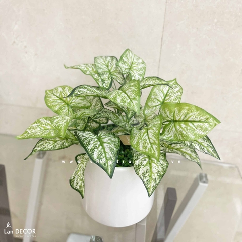 CHẬU CÂY LÁ MÔN ĐỂ BÀN TRANG TRÍ LAN DECOR- CC701-1