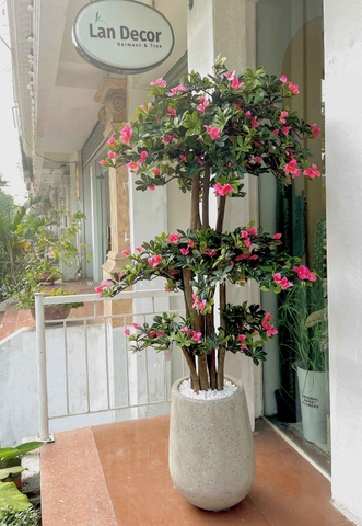 Cây hoa Đỗ Quyên cây cảnh trang trí 190 cm - LC2450-Ghép