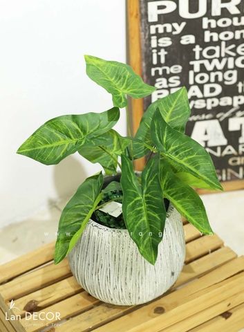 CÂY LÁ MÔN TRANG TRÍ NHÀ ĐẸP (40cm) - LC3258