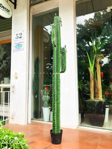 CÂY XƯƠNG RỒNG TRỤ 2 TAY PHONG CÁCH SA MẠC (180cm) - LC2912-3